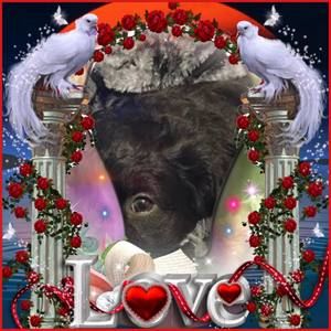 Meet your Posher, Joyce